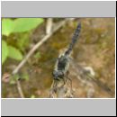 Sympetrum danae - Schwarze Heidelibelle m02.jpg
